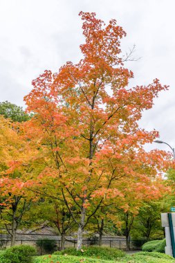 Coulon Park 2 'de Sonbahar Renkleri