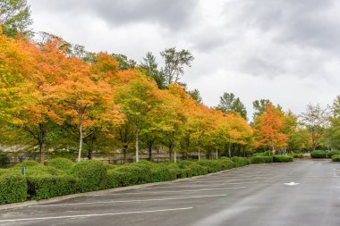 Yol kenarı Güz Ağaçları 9