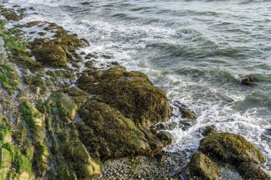 Puget Ses Kayalık Kıyı Hattı