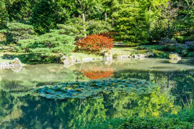 Seattle Bahçe Havuzu Yansıması