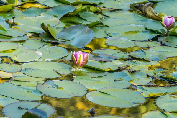 Waterleliekussens 2 — Stockfoto