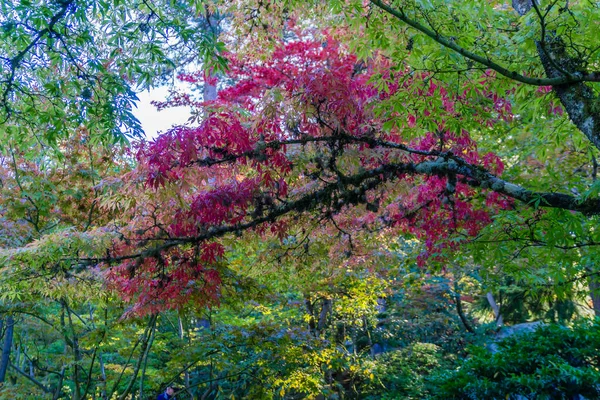 Värikkäät punaiset lehdet — kuvapankkivalokuva