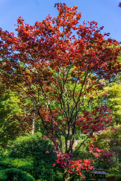 Colorful Red Leaves 2 — 图库照片