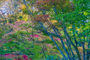 Otomatik Renkler Mozaiği