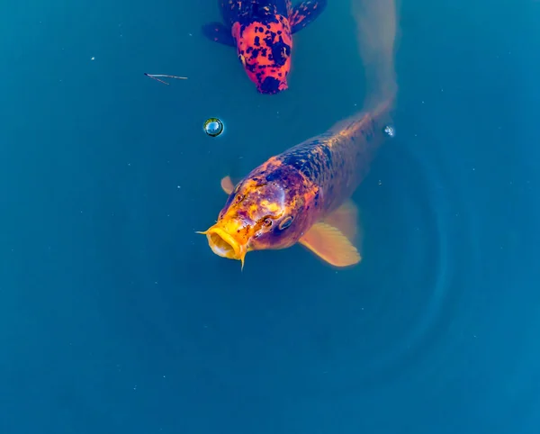 Curious Koi Fish — стоковое фото