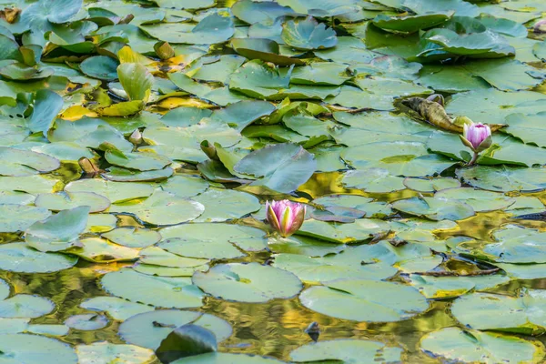 Water waterlelies — Stockfoto