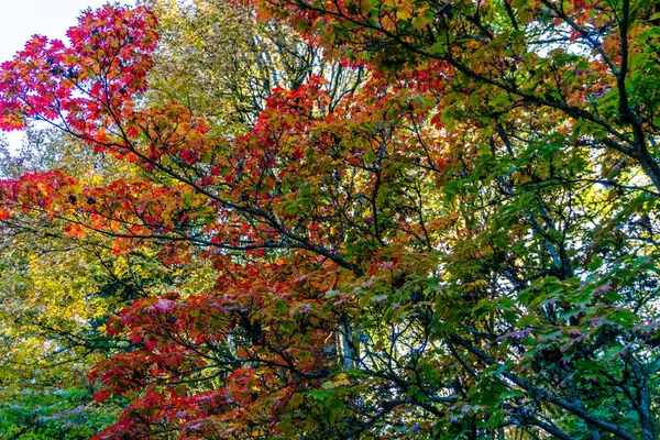 Scena di foglie colorate d'autunno 2 — Foto Stock