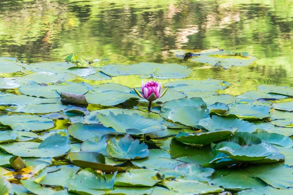 Waterlelie Pads 3 — Stockfoto