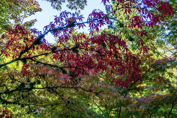 Branches And Red Leaves — Stock Photo, Image
