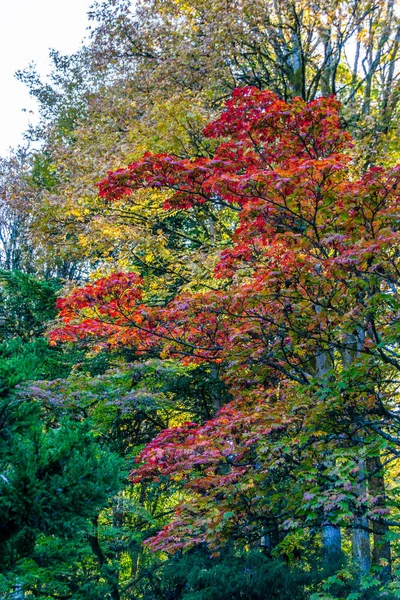 Bunte Herbstblätter — Stockfoto