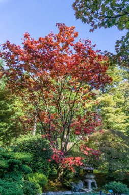 Renkli Kırmızı Yapraklar 3