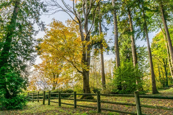 秋天的树和栅栏 — 图库照片