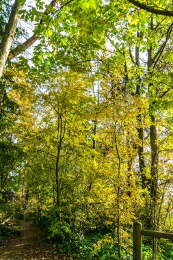 Ağaçlar Sonbaharda Trail By Trail