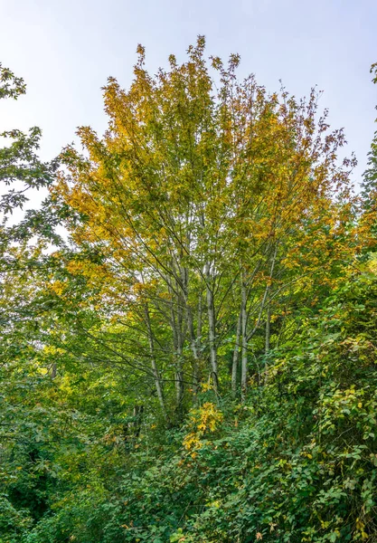 Тощие осенние деревья — стоковое фото