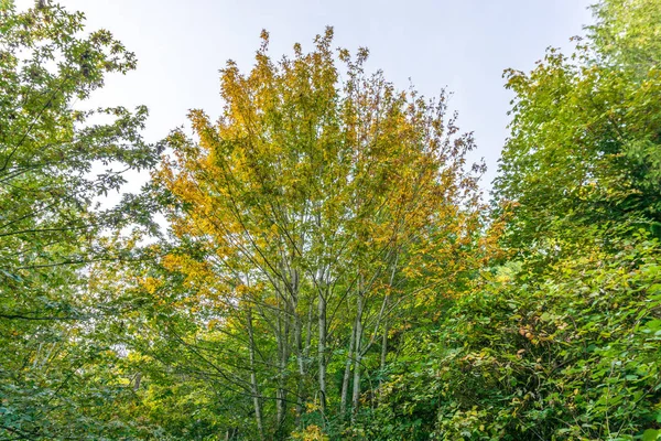 Sky Autumn Trees 2 — стоковое фото