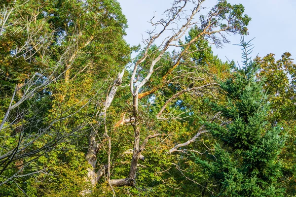 Deadwood Tree In Autumn — стоковое фото