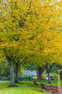 Burien Park 10. Sonbaharda