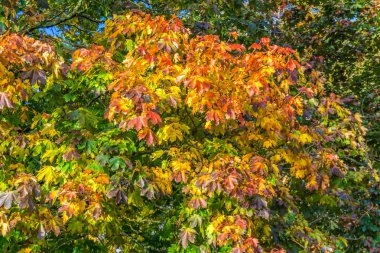 Sonbahar Arkaplanı Yaprakları