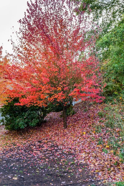 Straßen- und Herbstfarben 5 — Stockfoto