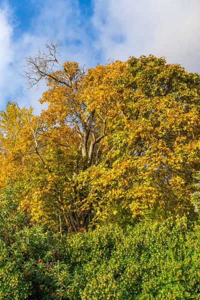 Lincoln Park Autumn Trees 4 — Stockfoto