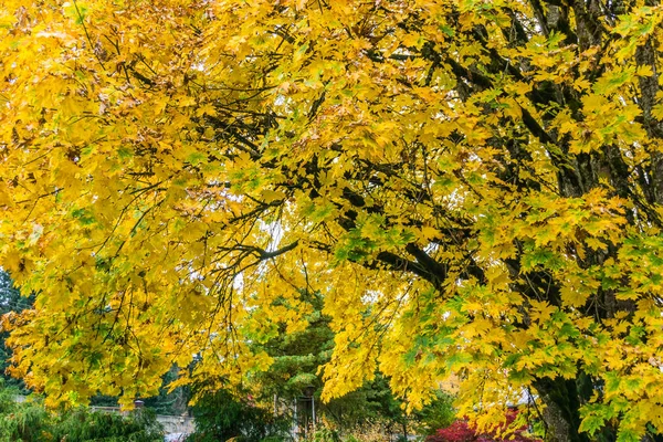 Glorreiche gelbe Herbstblätter — Stockfoto