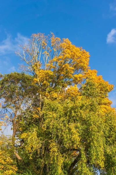 Blue Sky and Aitumn Leaves — стоковое фото