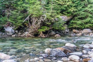 Kayalar Deresi ve Ağaçlar 3