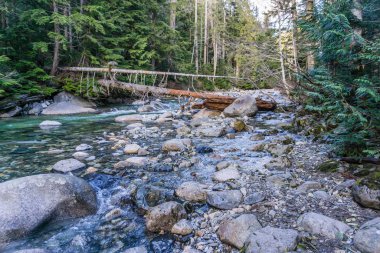 Clear Creek 4 'teki Ağaç