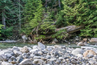 Kayalar Deresi ve Ağaçlar 2