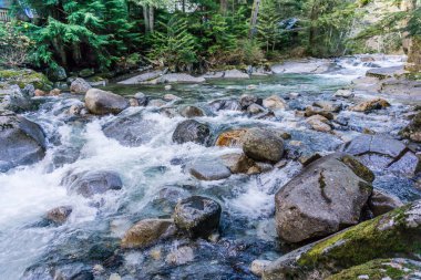 Kayalar Deresi ve Ağaçlar 6