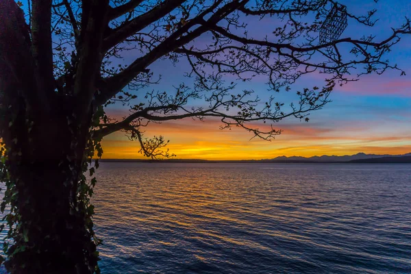 Árbol y puesta del sol 2 — Foto de Stock