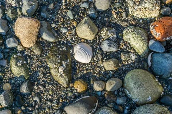 Fondo de rocas de la costa 3 — Foto de Stock