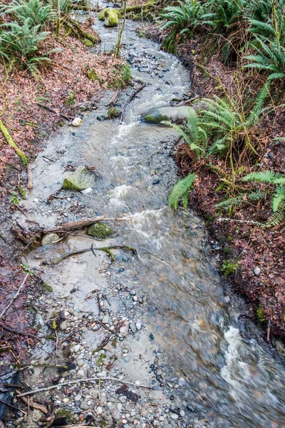 Creek At Park — Stock fotografie