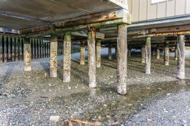 Barrnacle 'lar Redondo Sahili, Washington' da yığılmaya devam ediyor..