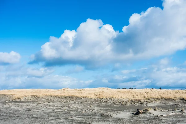 Ein Schleier Aus Sand Gras Und Wolken Long Beach Washington — Stockfoto