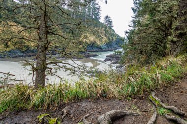 Washington 'daki Cape Hayal Kırıklığı Eyalet Parkı' ndaki Deadman Koyu manzarası.