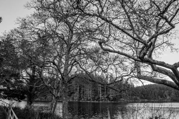 Een Sluier Van Boom Takken Naast Een Plas Bij Long — Stockfoto