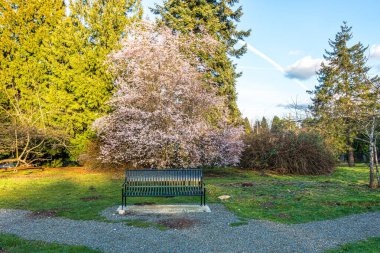 Seatac, Washington 'da bahar çiçekleri olan bir ağacın önünde bir bank oturuyor..