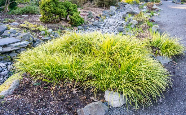 Herbe Verte Jaune Dans Jardin Seatac Washington — Photo