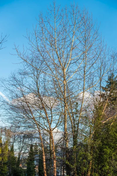 Filialer Nakna Trädet Seatac Washington Det Vår — Stockfoto