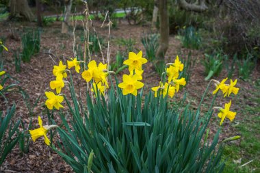 Sarı nergisler Batı Seattle, Washington 'da çiçek açtı..
