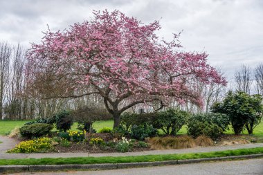 Batı Seattle, Washington 'da bir kiraz ağacı pembe çiçeklerle doludur..