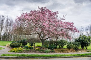 Batı Seattle, Washington 'da bir kiraz ağacı pembe çiçeklerle doludur..
