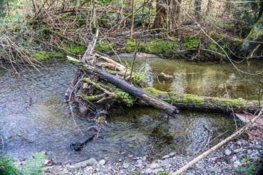 Washington 'daki Des Moine Creek' te bir kütük sıkışıklığı.