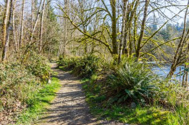 Washington 'da Green River boyunca uzanan bir yol manzarası.