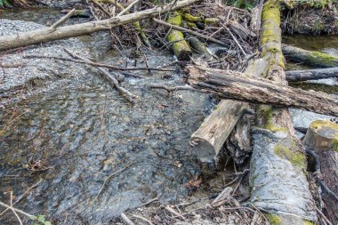 Des Moines, Washington 'da bir derede kütük yığını var..