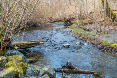Des Moines Creek, Washington Eyaleti. Baharın başındayız..
