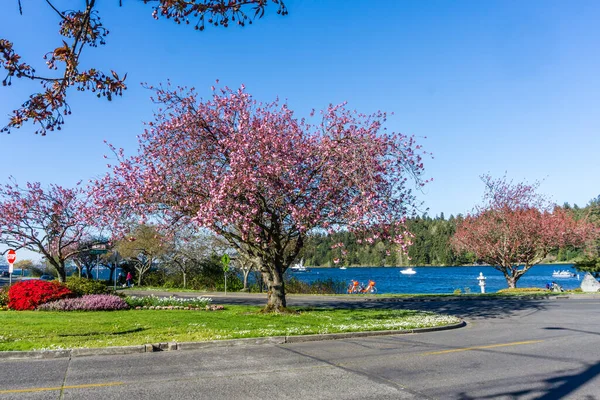 Árvores Florescentes Pelo Lago Washington Seattle — Fotografia de Stock