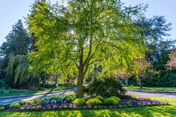 Вході Парку Сьюард Сіетлі Штат Вашингтон Височіє Дерево — стокове фото