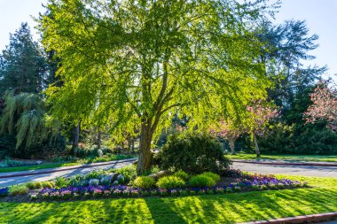 Seattle, Washington 'daki Seward Park' ın girişinde bir ağaç duruyor..